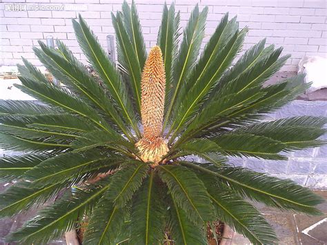 鐵樹會開花嗎|鐵樹花(蘇鐵科植物蘇鐵的花):形態特徵,雌花特徵,雄花。